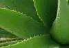 Imagen de las hojas de una planta de aloe vera.