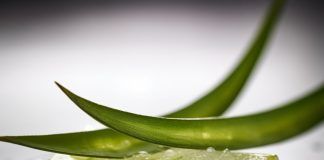 iMAGEN DE TROZO DE FILETE DE ALOE VERA PROPIEDADES