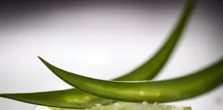 iMAGEN DE TROZO DE FILETE DE ALOE VERA PROPIEDADES