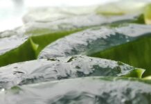 aloe vera para que sirve ALOE-VERA-PARA-QUE-SIRVE