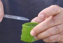 Aprende a enraizar con aloe vera enraizar