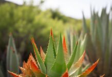 El aloe arborescens: un tesoro natural para la salud y la belleza Aloe-Arborescens